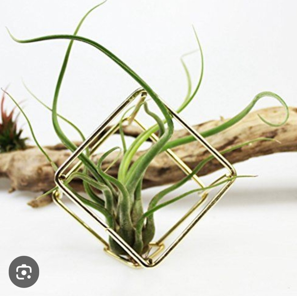 Geometric Metal Hanging‎ Terrarium For Air Plant Or Art (Nickle Color)